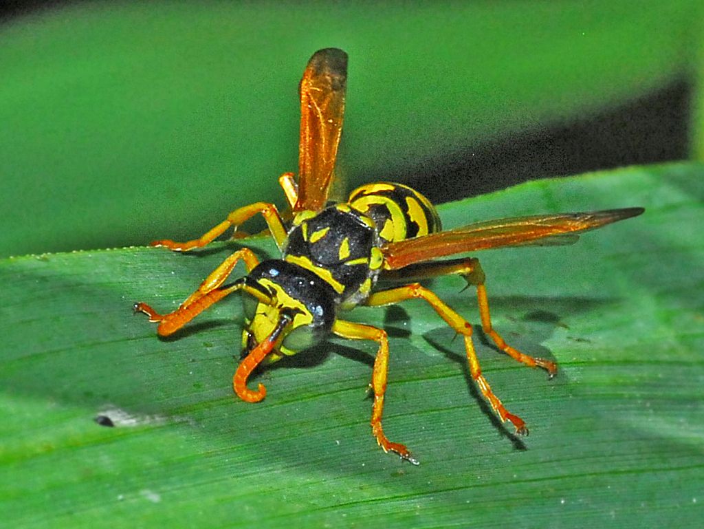 Una bella vespa: Polistes dominula, maschio